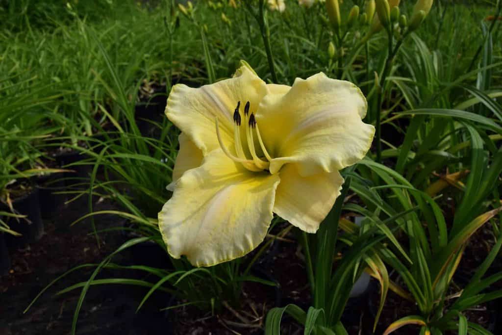 Hemerocallis 'Gentle Shepherd' ---